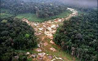 七０年代起 巴西境内亚马逊雨林缩减达六分之一