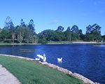 昆士蘭大學休閑地之一－小湖。（大紀元攝影）