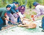 武漢野生動物園10歲女童獅口脫險