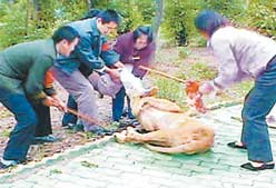 武汉野生动物园10岁女童狮口脱险