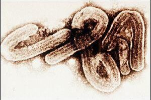 世衛通報：蘇丹南部爆發伊波拉病毒感染