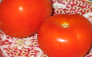 昆士蘭試驗種植新品種抗癌西紅柿
