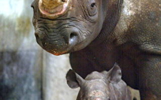 紐省動物園因黑犀牛數目增長受到稱讚