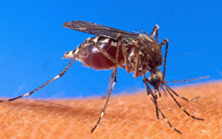 科學家指研究瘧疾新藥有重大突破