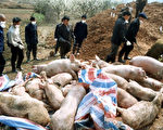 今年3月，湖南新邵乡村干部正准备埋葬一批因患传染病死亡的猪只（法新社）
