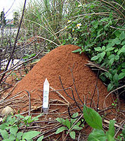 專家警告：應立即處理紅火蟻入侵台灣問題