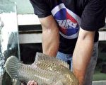 世界自然基金公布瀕危動植物名單