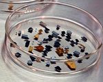 NASA科學家檢視創世紀號樣本艙受損狀況
