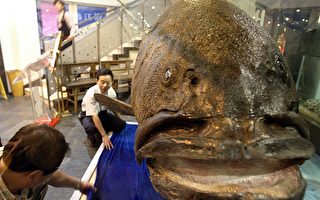 上海：国内最大石斑鱼标本借商家展示