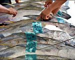 台灣黑鮪傳奇 躍上ＡＰＥＣ