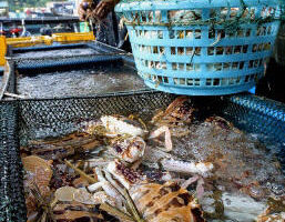 世界油價飆漲重創香港漁業