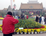 组图：开封菊花“大哥大” 一棵开5000多头