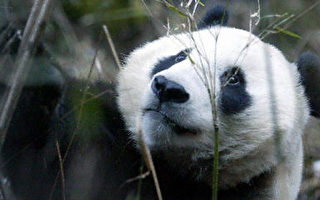 北京动物园3只熊猫坐飞机回四川