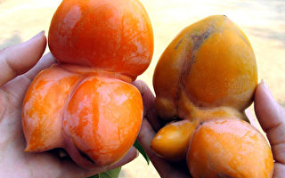 組圖：安徽六安驚現「多胞胎」連體柿子