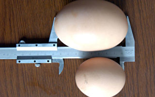 組圖﹕鄭州雞蛋“巨無霸” 大過鵝蛋