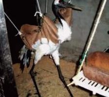 军方打伤保育类动物丹顶鹤 爱鸟人士抗议