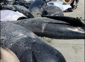 澳洲百余鲸豚神秘集体搁浅死亡