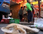 2004年12月9日，香港灣仔一家肉店前購買雲集的場面，一只死貓躺在該店卸貨車前的排水溝旁。自2003年SARS在香港造成近300人死亡後，雖然香港政府努力改善衛生狀況，香港許多地方的衛生條件仍然遠低於正常標準。世界衛生組織西太平洋區主任歐米（Shigeru Omi）11月29日來香港視察禽流感時說，這種可通過禽鳥糞傳播的疾病將通過豬 和家貓的管道使數百萬人喪生，目前禽流感已造成32人死亡。（法新社）