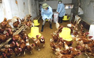 日媒：日本发现首例人类感染禽流感