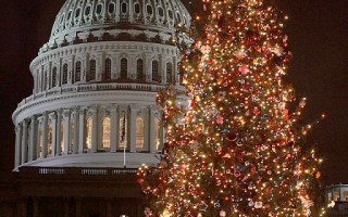 裝飾美國國會大廈前的聖誕樹