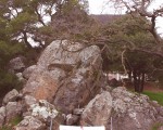 舊金山華人新年晚會選定山麓學院
