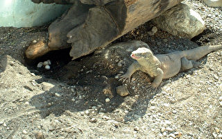 頑皮世界動物園飼養全球最大蜥蜴產卵