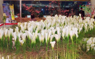 天母国际花卉展 从台北出发看万国花卉