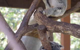 树熊──澳洲旅游业的明星