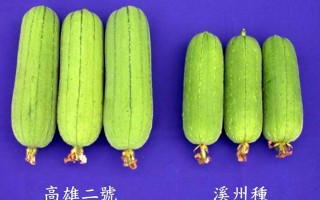 丝瓜新品种秋绿  一年四季都吃得到