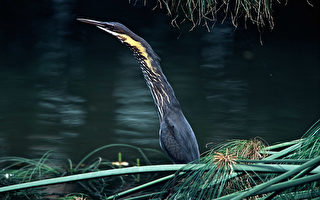 黃頸黑鷺  高雄野鳥協會首次發現稀有鳥種
