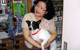 台灣傷殘犬獲跨海認養明赴美  義工不捨