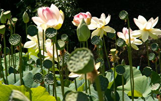 初訪“蓮園”(Lotus Gardens)