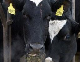 狂牛症冲击 印尼再度禁止进口美国牛肉