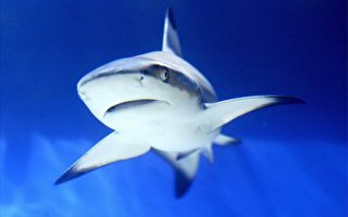 鯊魚軟骨是什麼?