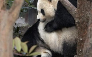 圣地牙哥熊猫“白云”喜怀双胞胎
