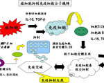 癌症与免疫有关 台大研究子宫颈癌免疫疗法