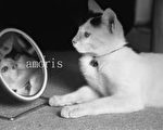 【影像随笔】猫镜子