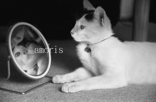 【影像隨筆】貓鏡子