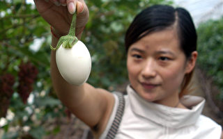 圖片新聞：外觀像雞蛋的茄子現身牡丹江
