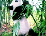 清源：认识熊猫
