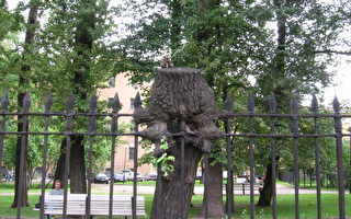 无奇不有： 彼得堡市的怪树