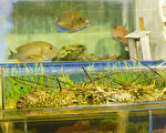 大陸毒魚毒肉接連來 苦煞香港人