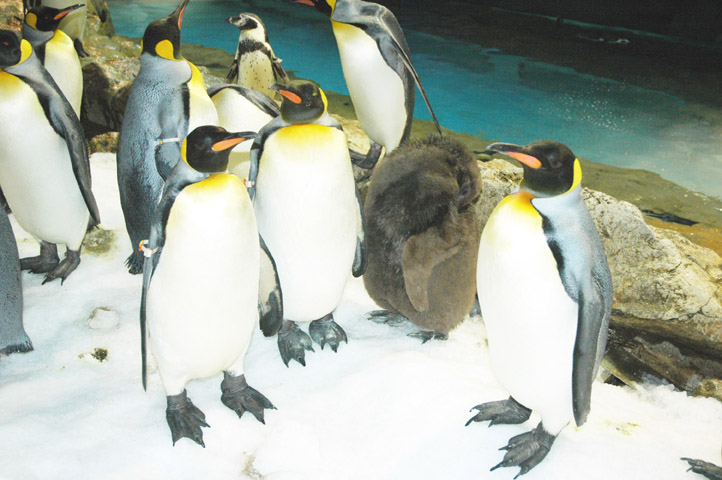 可爱的企鹅知多少 大纪元