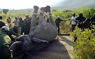 组图：肯尼亚400大象搬家  史上最大规模