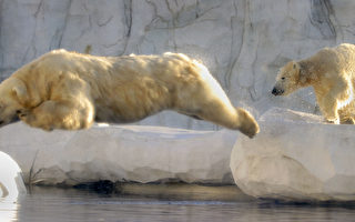 组图：小北极熊学游泳