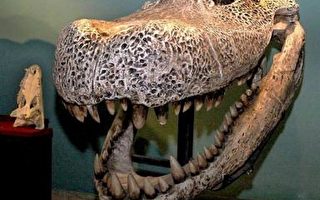 祕魯亞馬遜叢林發現巨大原始鱷魚化石