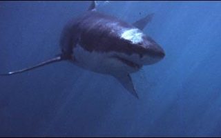 大白鲨破纪录神速横越印度洋