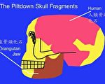 皮爾當人的骨頭組成──下顎骨是猿的，頭顱骨是人的(圖片提供：Lee Krystek)