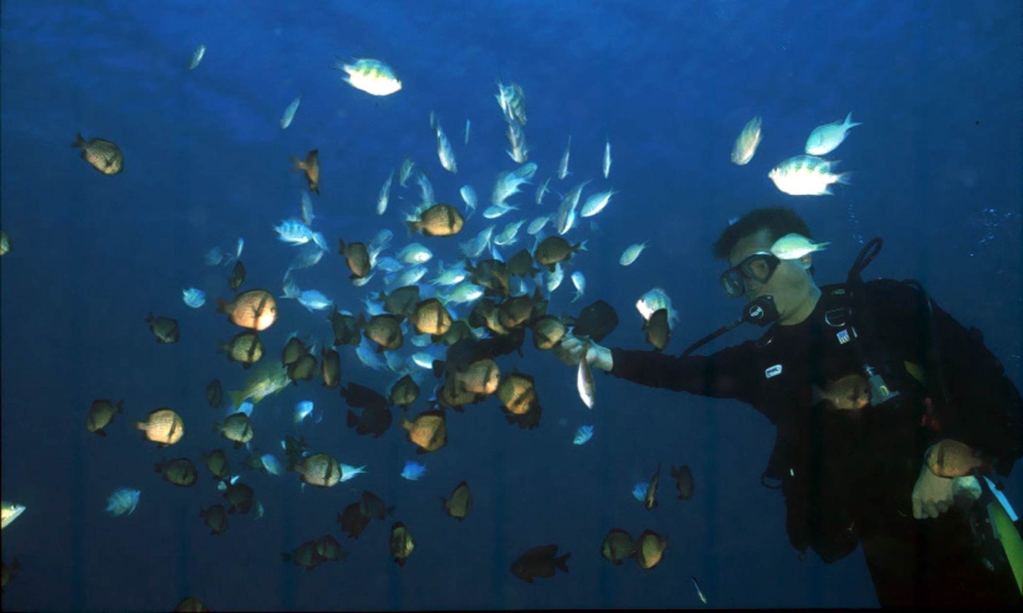 垦丁海洋保护区保育成功海洋生物倍增 大纪元