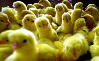 歐美國家對禽流感危機感上升